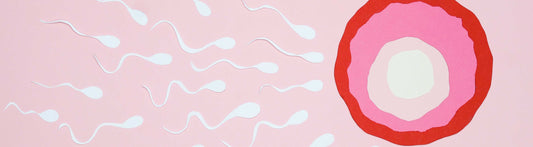 use a volume of 0.5 to 5 milliliters (ml) of sperm, which contains approximately 1 to 10 million sperm cells.